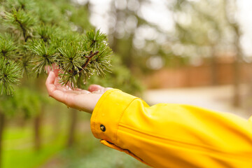 Selective focus of wet pine tree branch with unrecognizable woman hand touching it. Horizontal cropped view of woman in yellow holding pine leaves outdoors. Nature and people concept.