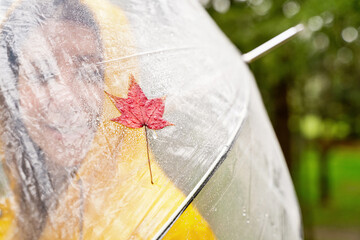 Close-up of wet red maple leaf isolated on rainy umbrella. Horizontal detail of autumn fallen leaf with raindrops in unrecognizable woman umbrella. Nature and season concept.