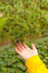 Selective focus of wet pine tree branch with unrecognizable woman touching it. Vertical cropped view of woman hand holding pine leaves outdoors. Nature and people concept.