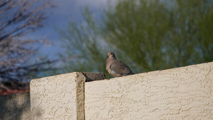 A mourning dove fluffs her feathers to stay warm on a brisk desert morning.