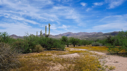 Yellow globe chamomile blankets the desert floor in this landscape background image.