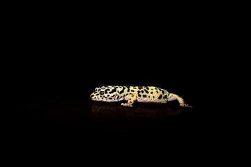 Leopard Gecko with Black Background