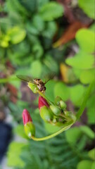 dragonfly on a leaf