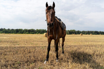 a beautiful horse on a mown field