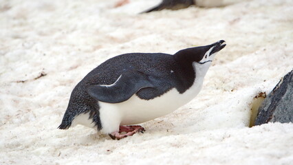 Fototapeta premium Chinstrap penguin (Pygoscelis antarcticus) in the snow on Half Moon Island in Antarctica