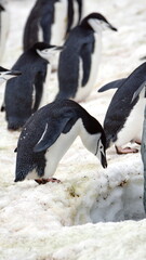 Chinstrap penguins (Pygoscelis antarcticus) in the snow on Half Moon Island in Antarctica