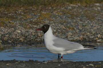 black-headed gull in a puddle of water