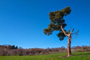 pin aux branches cassées, Auvergne Puy de Dôme