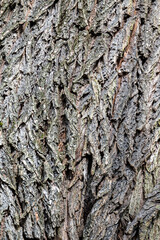 Background from old wood bark. Black locust, Robinia pseudoacacia.