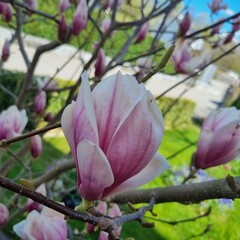 magnolia tree blossom