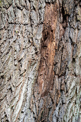 Background from old wood bark. Black locust, Robinia pseudoacacia.