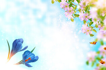 Fototapeta na wymiar Blossoming branch apple, crocus. Bright colorful spring flowers
