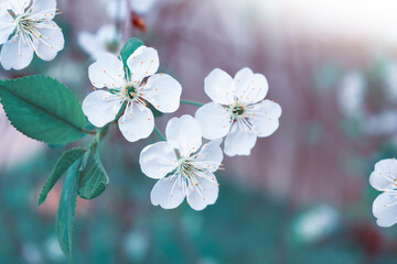 Spring landscape. Blossoming branch cherry. nature