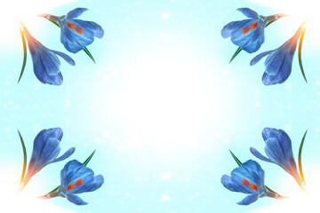 Fototapeta na wymiar Purple crocus flowers isolated on blue background.