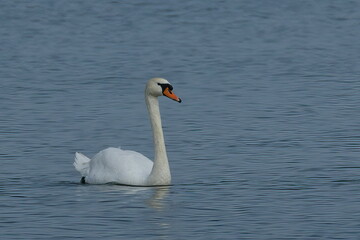 Fototapeta premium white swan swimming in the north sea