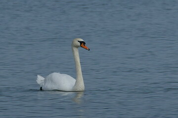 white swan swimming in the north sea
