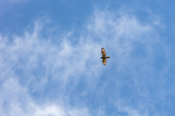 Red-Tailed Hawk flying in a blue sky with wispy clouds