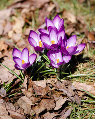 Small purple crocus blooming viewed from above in early spring through dead leaves
