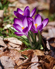 Small purple crocus blooming viewed from above in early spring through dead leaves