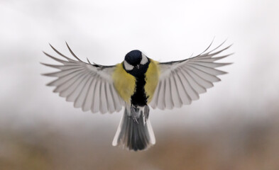 yellow small tit in flight on light background