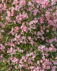Obraz premium background from pink rhododendron blossoming branches