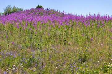 Naklejka premium Chamaenerion angustifolium pink flowers in green field