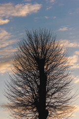 Silhouettes of tree crowns on a background of autumn sky