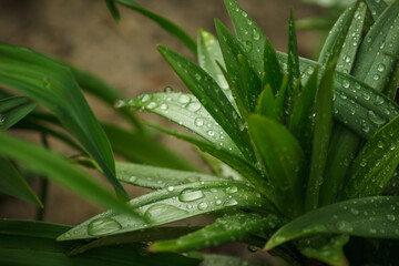 Lily leaves with dew drops. Close-up. Small depth of field (DOF)