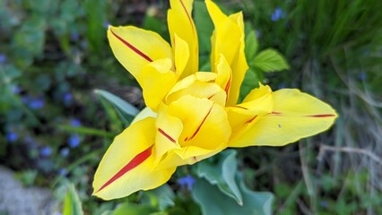 yellow tulip flower © Leonhard