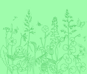Flowers, Leaves and insects in meadow. Plants and blooming flowers lines on green background. Grass. Hand drawn sketch floral and eco field in spring, summer or autumn.