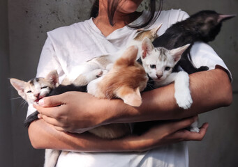 Obraz premium A brown girl holding many colorful kittens