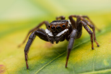 Close up jumping spiders on the wall