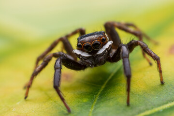 Close up jumping spiders on the wall