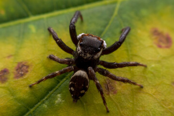 Close up jumping spiders on the wall