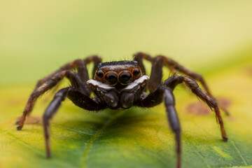 Close up jumping spiders on the wall