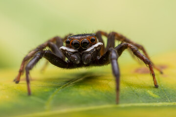Close up jumping spiders on the wall