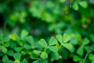 Fototapeta na wymiar Three leaf clovers in spring. Lucky Alfalfa closeup with selective focus