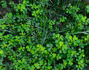 Three leaf clovers in spring. Lucky Alfalfa closeup with selective focus