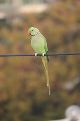 ring-necked Parakeet