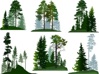 green trees six groups set isolated on white - obrazy, fototapety, plakaty