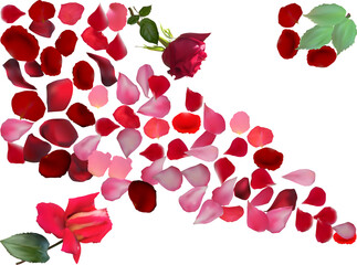 red and pink isolated rose petals
