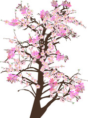 large tree in pink fine blooms on white