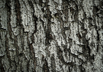 Fototapeta premium Bark of tree in forest. Closeup stock photography. 