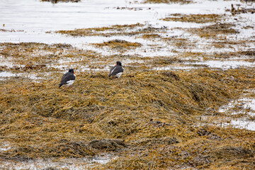 Eurasian oystercatcher (Haematopus ostralegus) also known as the common pied oystercatcher, or...