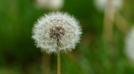 Closeup photo of a white dandelion.