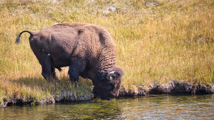 Bison drinking from yellowstone river