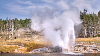 Shot of a erupting Geyser, Bison ni the background, Yellowstone