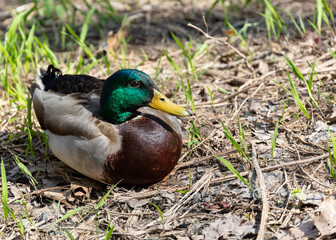 Male Mallard Duck Drake resting in a natural grass setting