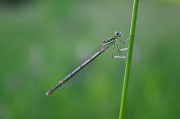 the positive dragonfly smiling on a stalk