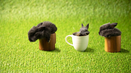Three black baby rabbits sleeping in cup row together on green grass